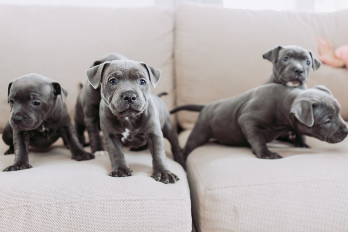 Tout Savoir Sur Le Staffie Bleu Et Ses Caract Ristiques Yorkshires Fr