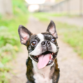 Est-ce qu'un Boston Terrier aboie beaucoup ?