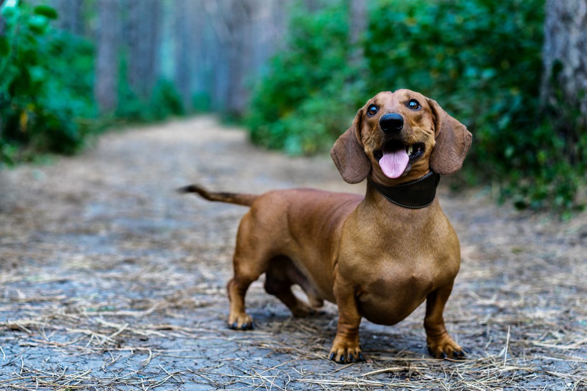 Comment jouer au Fetch avec son chien ?