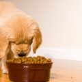 quel est le repas idéal pour un chien