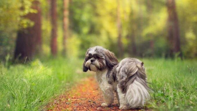 à quelle fréquence faut il promener les shih tzus