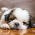 comment éduquer un shih tzu chiot (1)