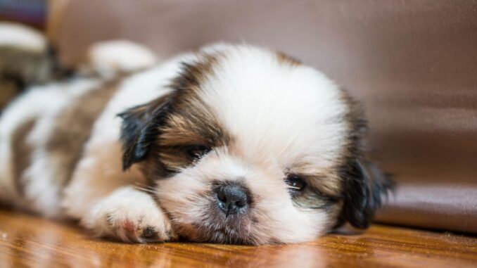 comment éduquer un shih tzu chiot (1)