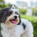 découvrez le shih tzu noir et blanc