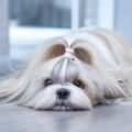 est ce que le shih tzu peut rester seul à la maison