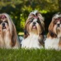 l'inconvénient d'adopter un shih tzu shih tzu