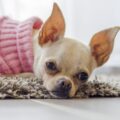 où faire dormir son chihuahua