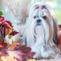 pourquoi mon shih tzu me suit partout shih tzu