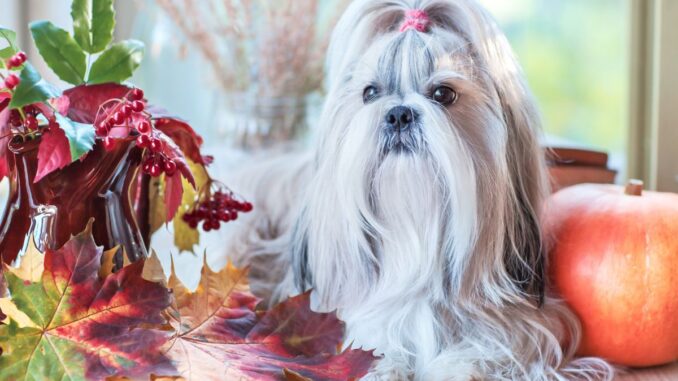 pourquoi mon shih tzu me suit partout shih tzu