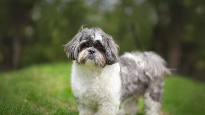 pourquoi mon shih tzu n'est pas propre