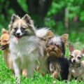 Catégorie de chien : classification suivant le rôle des chiens