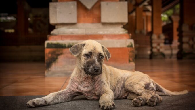 Les maladies canines les plus courantes couvertes par les mutuelles