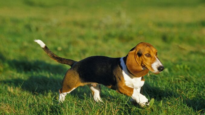 tout savoir sur le basset artésien normand, une race de chien de chasse d'origine française