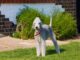 tout savoir sur le bedlington terrier, race de chien de chasse originaire de grande bretagne