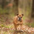 tout savoir sur le bulldog continental, une race de chien suisse, créée par imelda angehrn