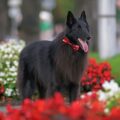 tout savoir sur le groenendael, une variété de chien de berger belge