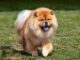 tout savoir sur le chow chow ou chowchow, race de chien originaire de chine