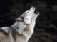 tout savoir sur le tamaskan, une race de chien loup