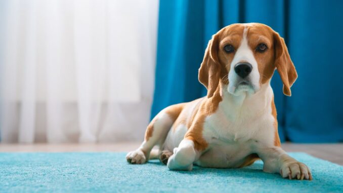 a partir de quel âge un beagle se calme t il ?