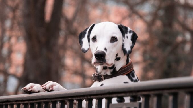 comment appeler son chien pour qu'il vienne