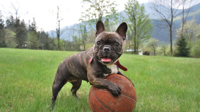 comment apprendre à un chien l'ordre « viens »