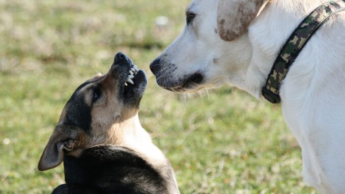 comment punir un chien qui attaque