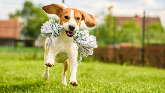 comment rendre heureux un chien beagle ?