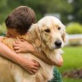 comment se comporter avec un chien golden retriever