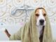 comment toiletter un chien beagle à la maison ?