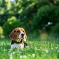 est ce que le beagle est un chien fugueur ?