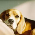 est ce que le beagle est un bon chien ?