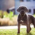 est ce que le chien cane corso peut rester seul