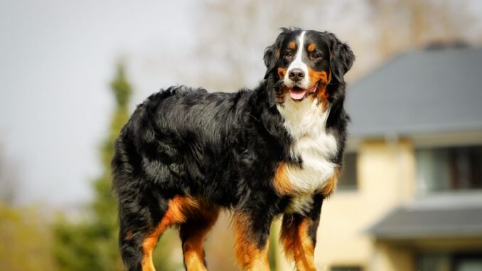 jusque quel âge peut vivre un chien bouvier bernois ?