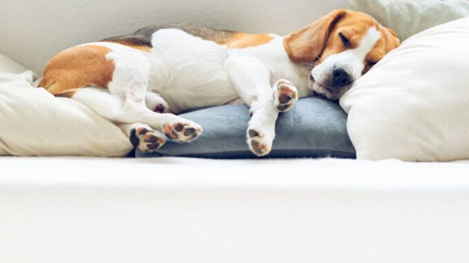 où faire dormir un chien beagle la nuit et le jour ?