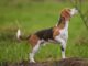 peut on promener son chien beagle sans laisse