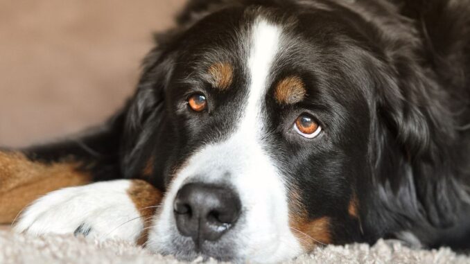 pourquoi un chien bouvier bernois vit il si peu de temps ?