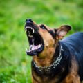 pourquoi un chien peut il devenir agressif ?