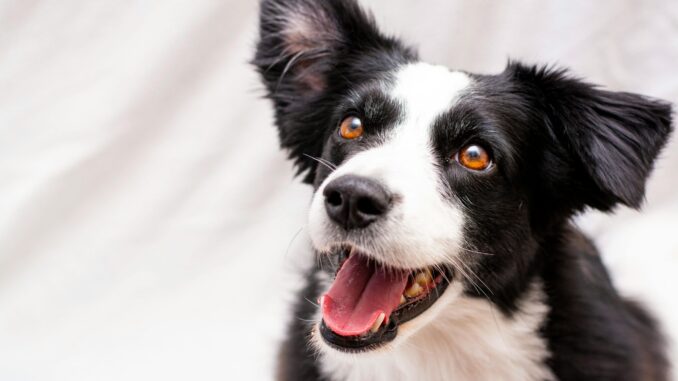 quel chien ressemble à un border collie