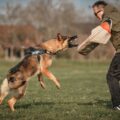 quel est le chien qui attaque le plus l'homme ?