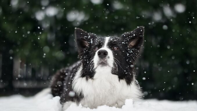 quel prix coûte un border collie