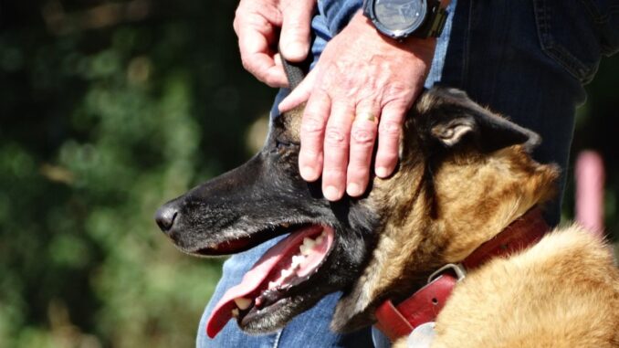 quel sont les chiens les plus fidèles à leur maître ?