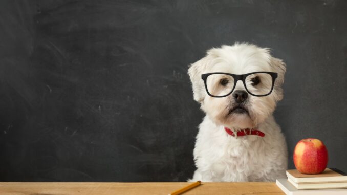 quel sont les chiens les plus intelligents ?