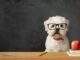 quel sont les chiens les plus intelligents ?