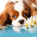 quel sont les défauts et les qualités du cavalier king charles ?