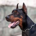 quel type de maître faut il pour un dobermann ?