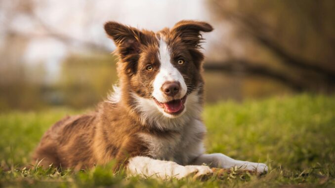 quelle est la différence entre un berger australien et un border collie