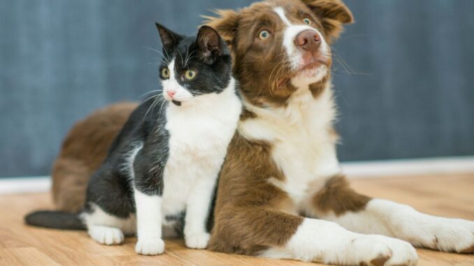 qui du chat ou du chien a le meilleur odorat ?