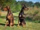 un dobermann peut il vivre avec d'autres animaux de compagnie ?