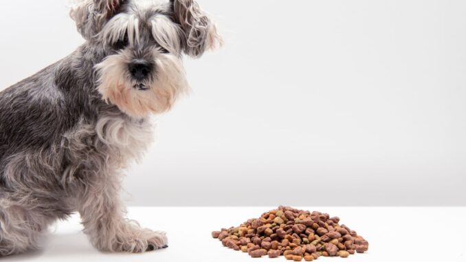 Croquettes pour chien stérilisé : quels bienfaits pour la santé des articulations ?