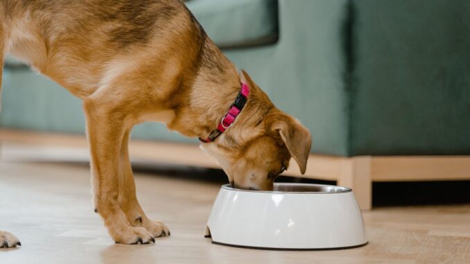 Quels sont les avantages des pâtées naturelles pour chien et sans céréales ?